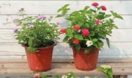 建国汽车爆料视频最新消息,揭秘全新车型及神秘技术突破